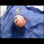 knee.jpg